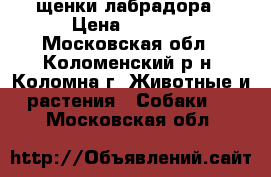 щенки лабрадора › Цена ­ 1 000 - Московская обл., Коломенский р-н, Коломна г. Животные и растения » Собаки   . Московская обл.